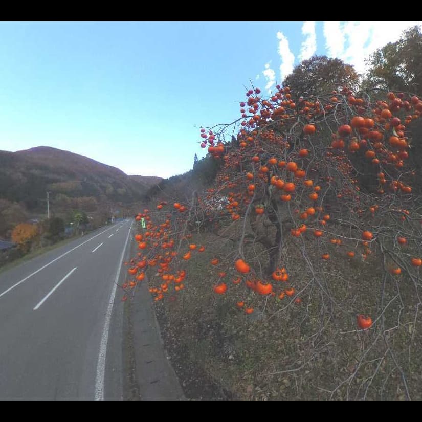 【甲子柿】 360度VR画面へ