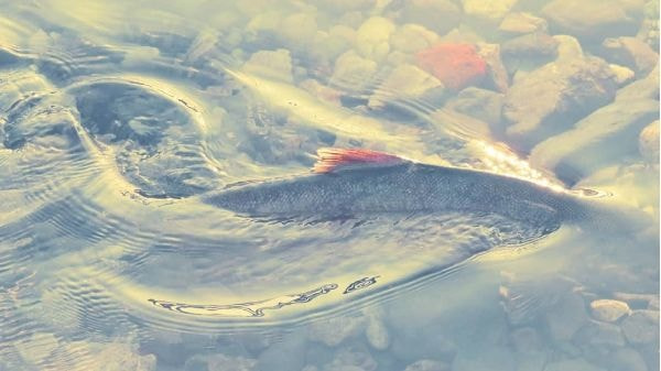 釜石市甲子川（大渡川）を遡上する鮭
